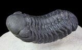 Austerops Trilobite - Ofaten, Morocco #67891-2
